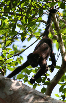 Baby Howler Monkey Explores the Canopy