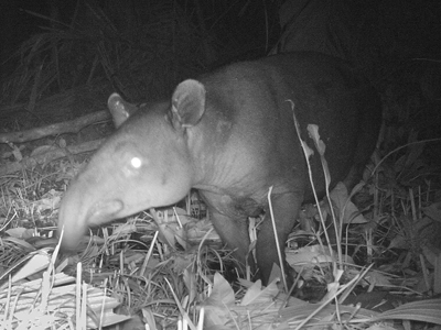 Camera Trap Photo of Baird's Tapir in Nicaragua