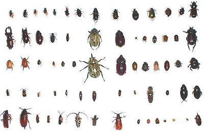 Diversity of Beetles