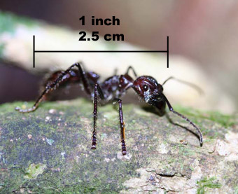 Bullet Ant - Paraponera clavata