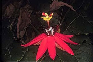 Passion Flower - Passiflora