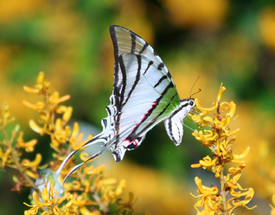 White Swallowtail with Clear Wing Spots - photo from Panama