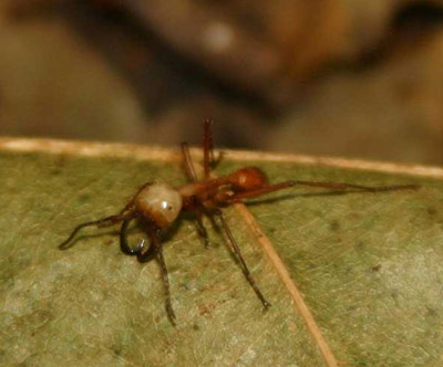 Army Ant - Eciton hamatum