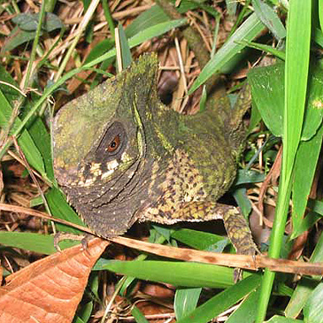 Army Ants - Eciton burchelli