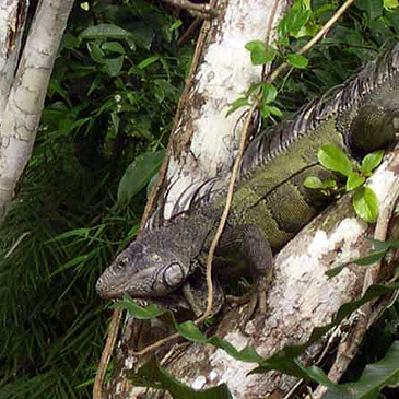 Army Ants - Eciton burchelli