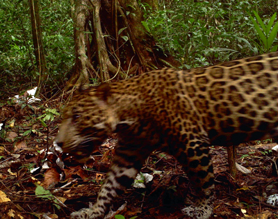 Jaguar in Nicaragua